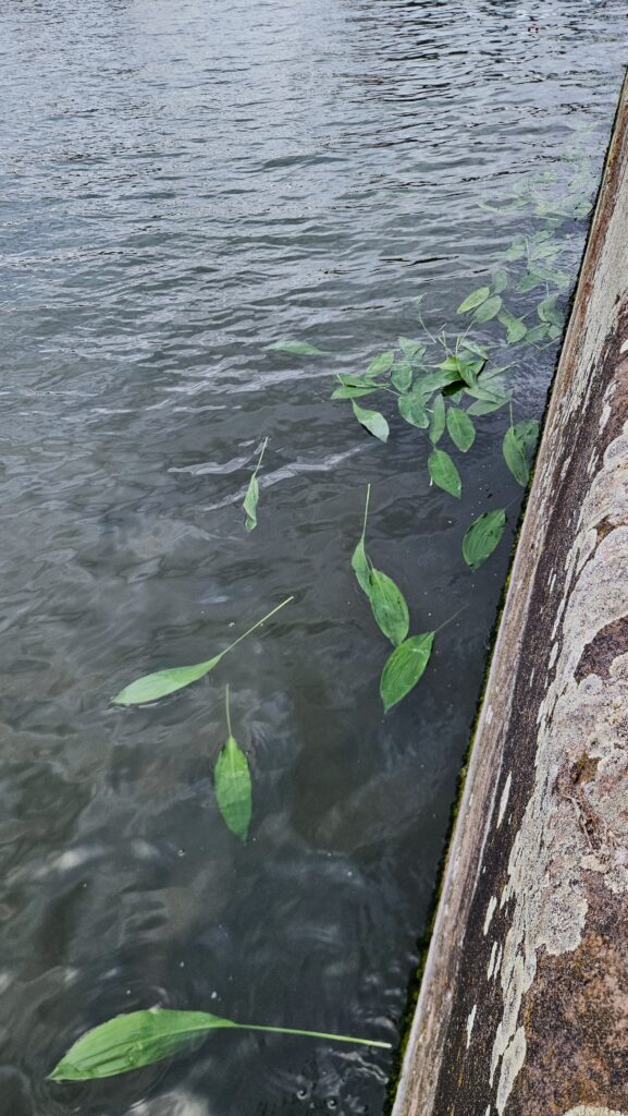 Große, grüne Blätter, die im Bein schwimmen.