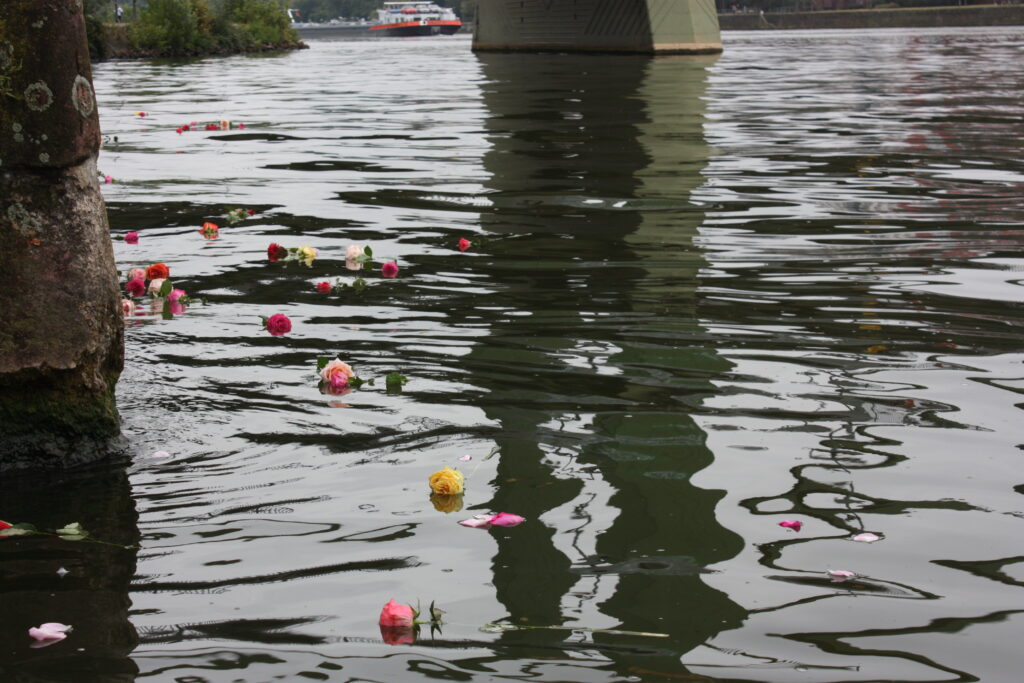 Unterschiedlich farbige Rosen, die im Main schwimmen